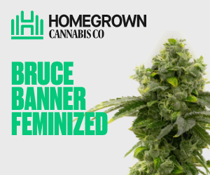 Homegrown Cannabis Co's Bruce Banner Seeds