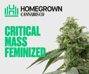 Homegrown Cannabis Co's Critical Mass Seeds