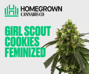 Homegrown Cannabis Co's Girl Scout Cookies Seeds